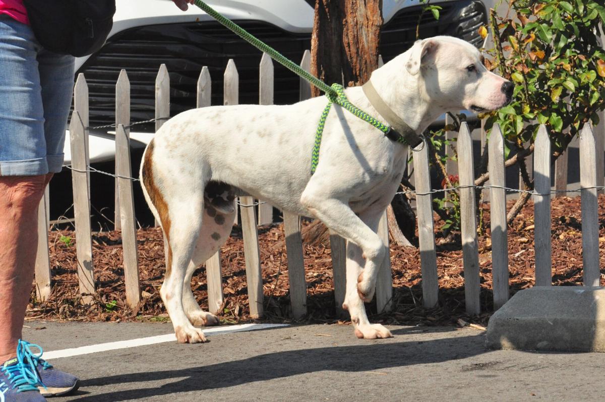 GALLERY: After weathering Florence, pandemic, Carteret County Humane Society celebrates with open house