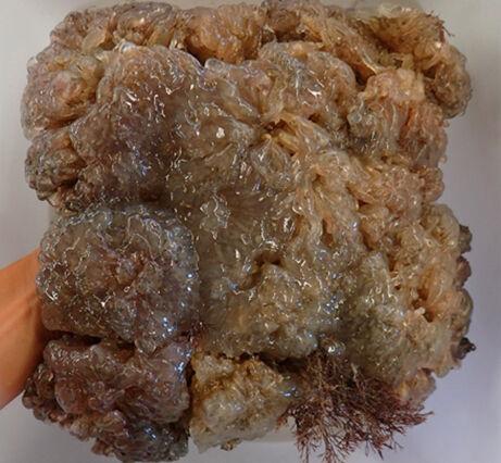 Research team looks at invasive sea squirts and their spread along North Carolina's coast - Carolinacoastonline