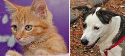 Tang and Baxter