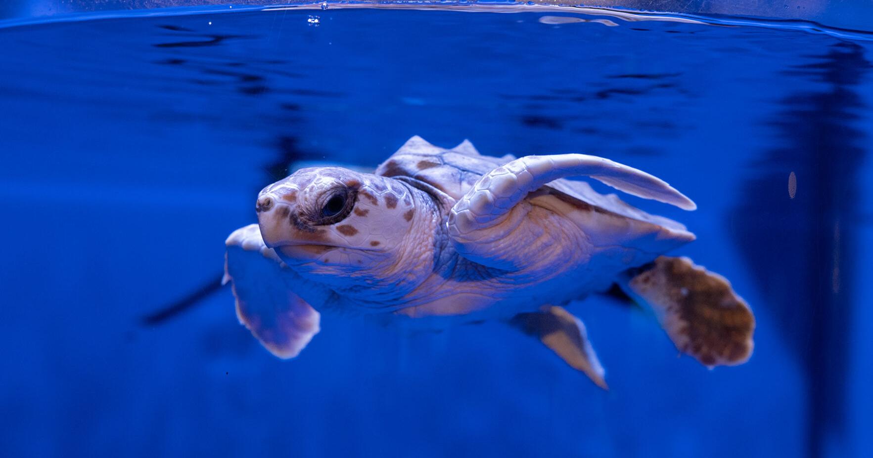 Celebrate Earth Day during N.C. Aquarium Green Team Challenge - Vimarsana News