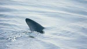 Savannah GA Tybee Island Hot Sushi Surfing classes shark bite
