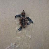 NCWRC seeks comments on sea turtle protection plan