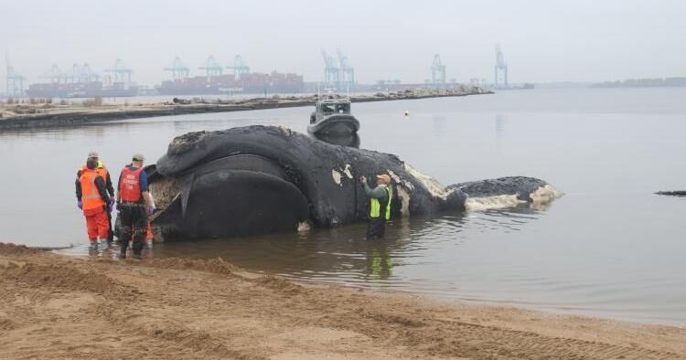 Dead right whale off Virginia likely hit by ship, calf unlikely to survive - Vimarsana News