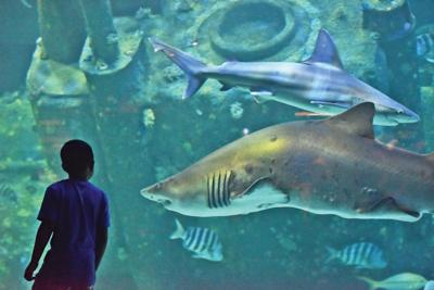shark week takes a bite out of common