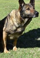 Wake County K9 accidentally killed by Knightdale officer