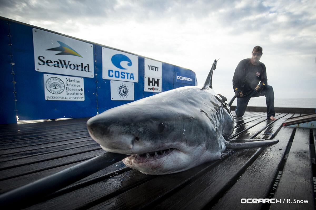 17 Foot Great White Shark Tagged Off Canada Found Along Outer Banks Regional Carolinacoastonline Com