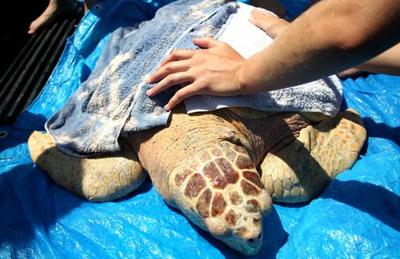Emerald Coast Wildlife Refuge - This is how a turtle shell repair