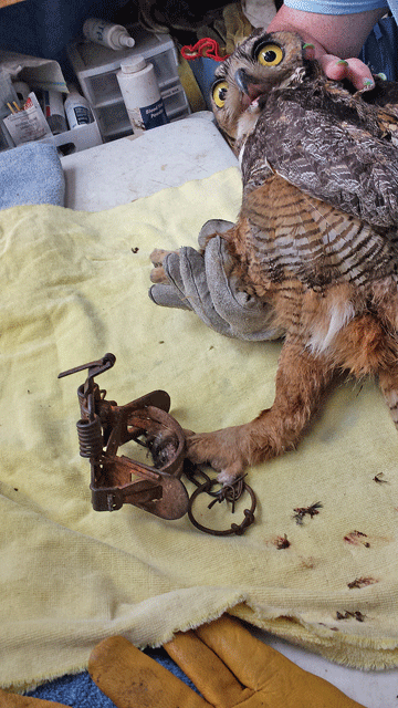 great horned owl eating cat