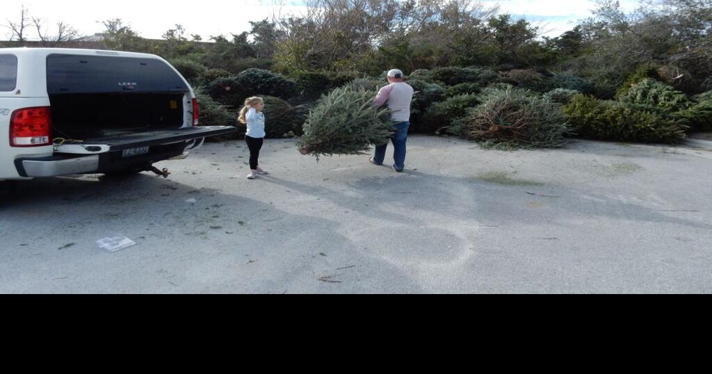 Fort Macon Christmas Trees 2022 Fort Macon, Other Locations Accepting Natural Christmas Trees | News |  Carolinacoastonline.com