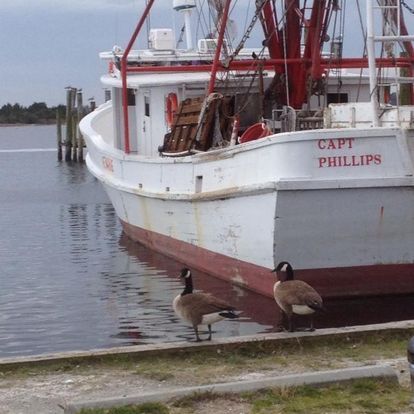 Fisheries committees to discuss possible trawling closures to protect submerged aquatic vegetation - Vimarsana News