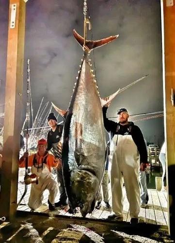 State record 900-pound Bluefin Tuna caught off North Carolina, Regional
