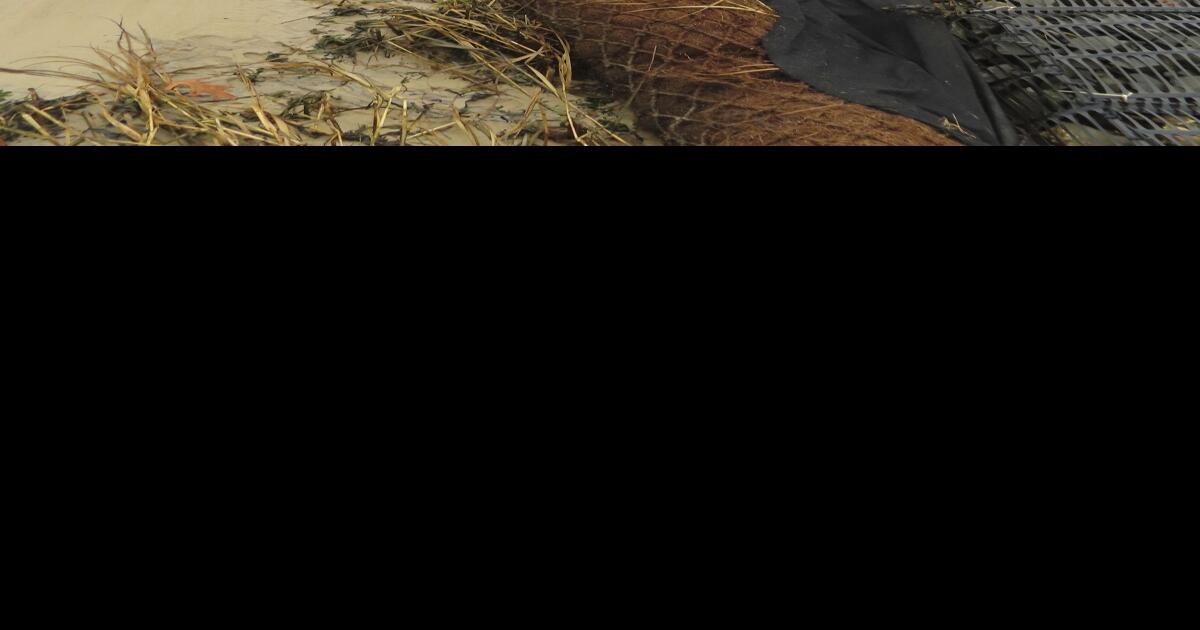 How coconuts protect the Jersey Shore, other eroding coasts National