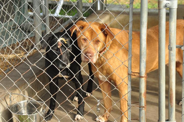 Santa Paws tree helps shelter animals News