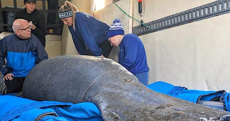 CMAST, others, rescue manatee Monday in Tar River | News ...