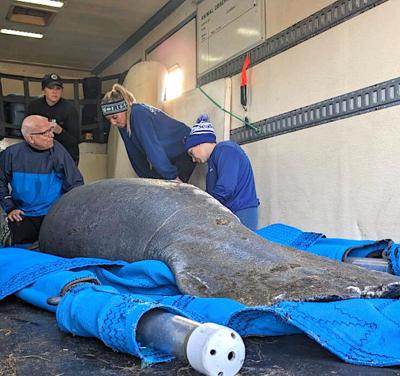 CMAST, others, rescue manatee Monday in Tar River | News ...