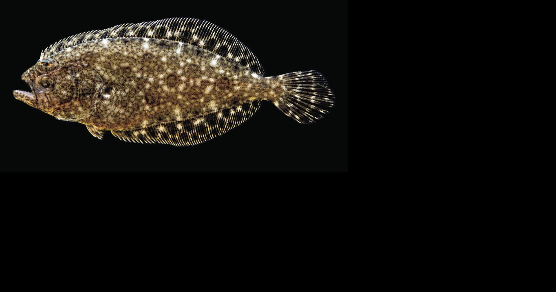 DMF: southern flounder 'overfished'; harvest cuts in works, News