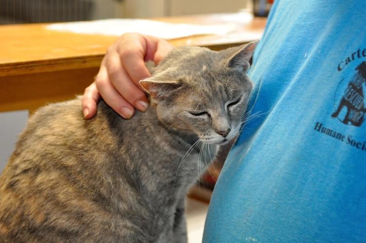 Carteret County Humane Society inundated with cats, kittens; offers voucher program to help spay