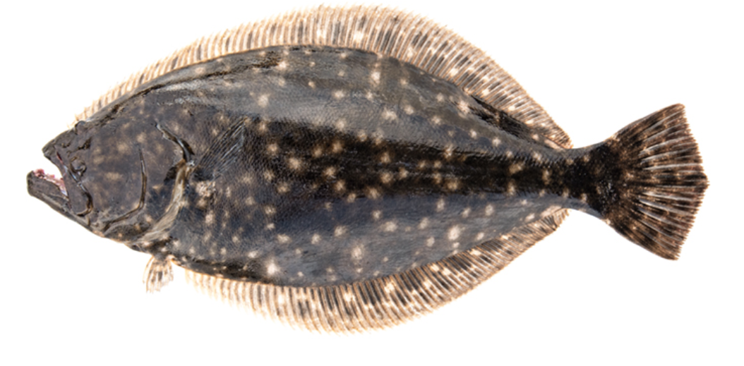 State WRC sets recreational flounder season separate from state fisheries  division season, News