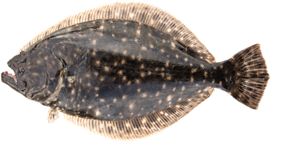 State WRC sets recreational flounder season separate from state fisheries  division season, News