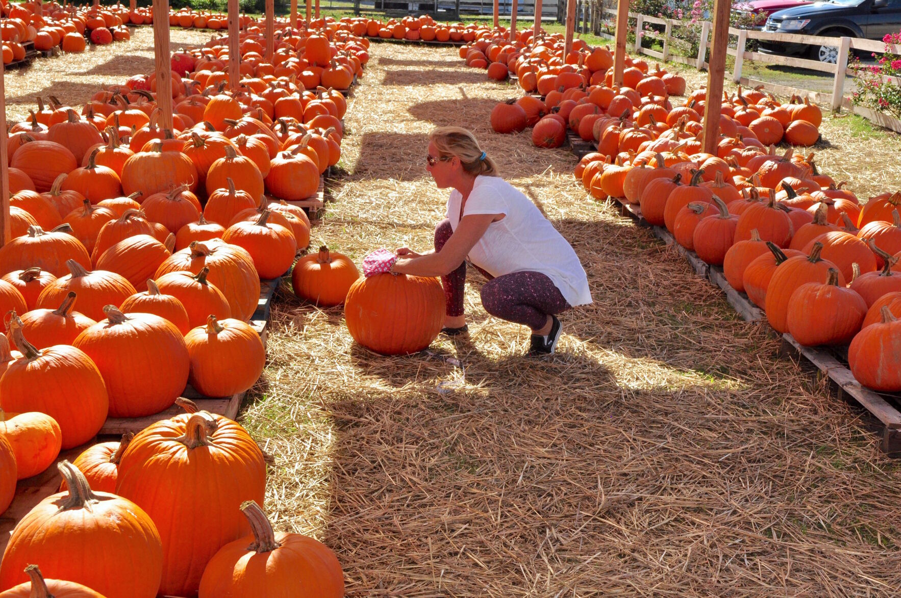 cedar hill farm pumpkin patch