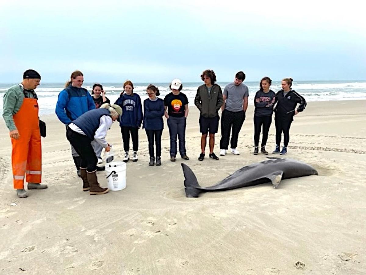 Is This a Dolphin Caught in Hurricane Winds?