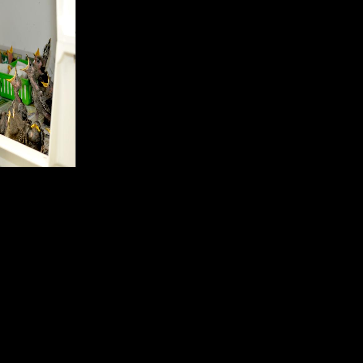 Bogue Sound Watermelons ripe and ready News