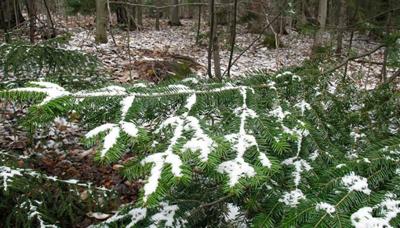 Polar Vortex Could Bring Rare May Snow Low Temps To Us East