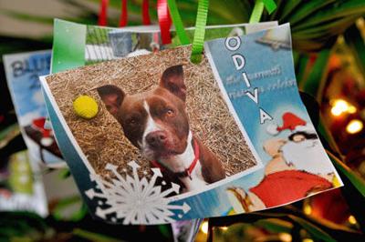 Christmas in July to help shelter pets
