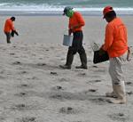 Shore Protection Office reports Emerald Isle dune planting moving faster than expected