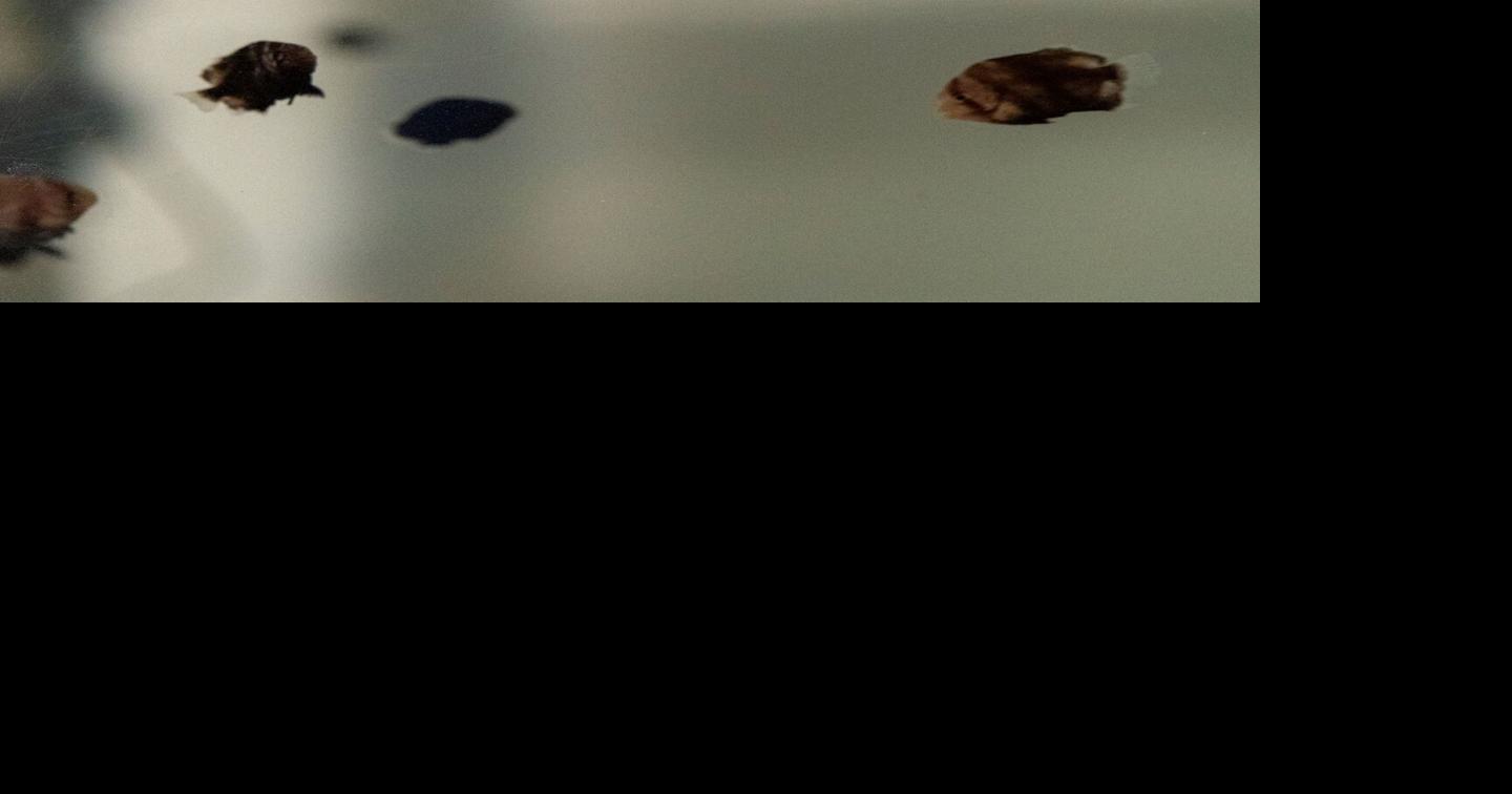 N.C. Aquariums receive grant funds to advance marine fish aquaculture