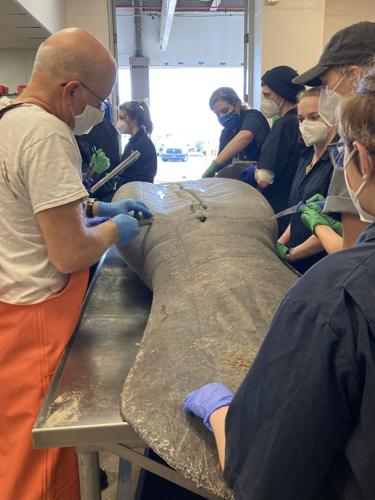 Ncsu Spring 2023 Calendar Nc State University Students, Faculty Get Uncommon Chance To Study Manatees  With Necropsy At Cmast | News | Carolinacoastonline.com