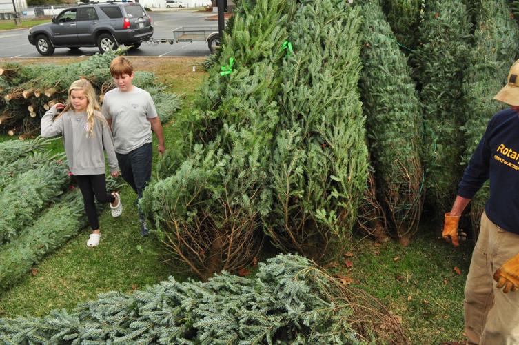 GALLERY Christmas tree lots up and running, shoppers encouraged to buy