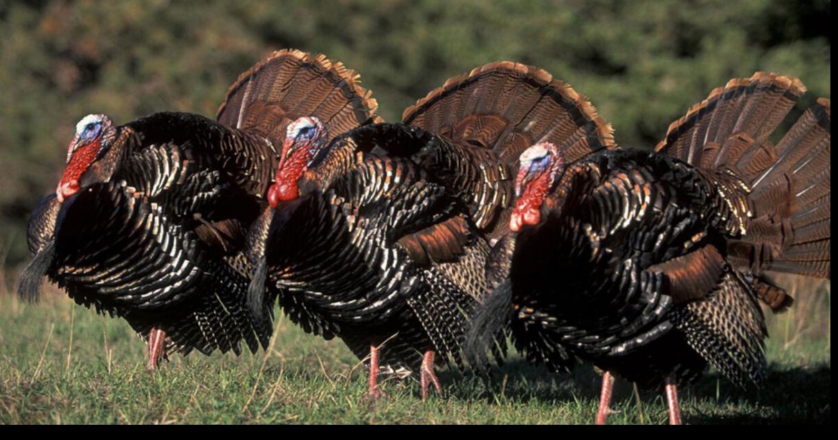 Wild turkey season begins in North Carolina April 3 News