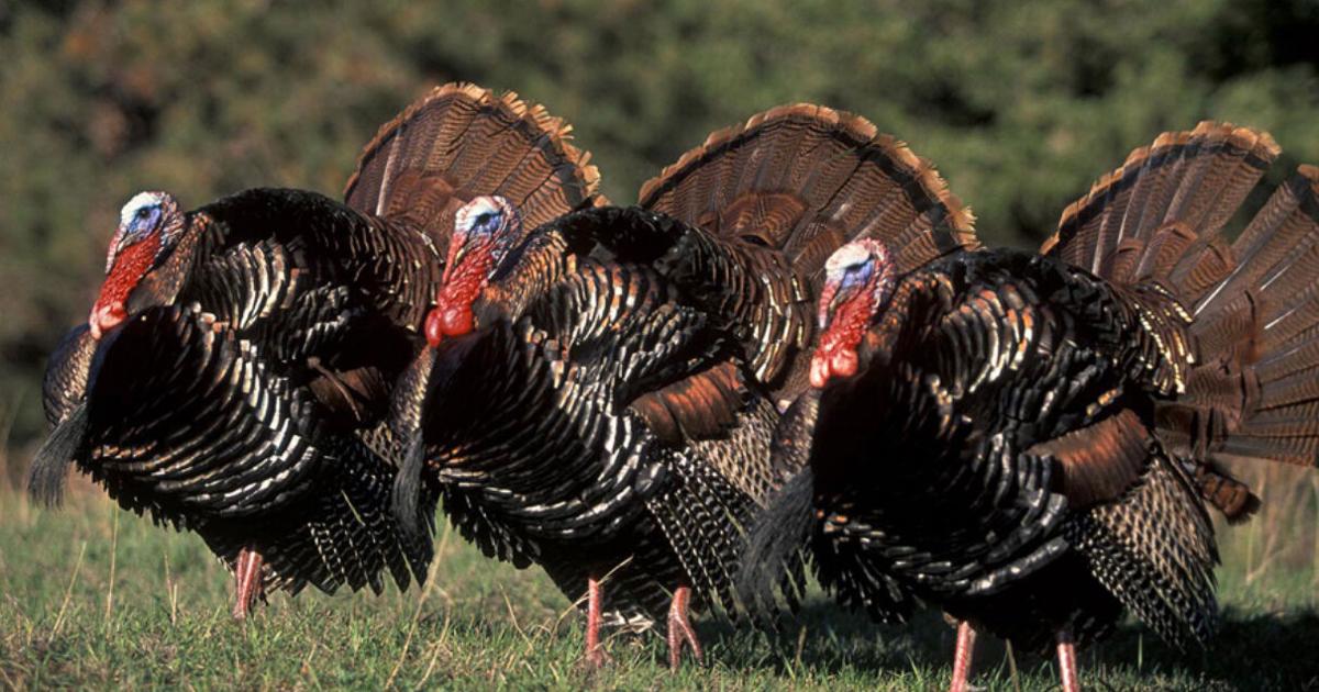 Wild turkey season begins in North Carolina April 3 News