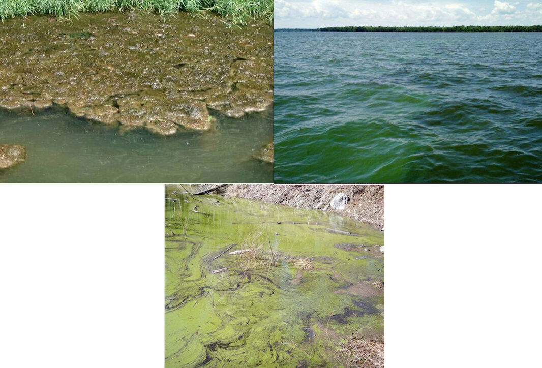 Public Angling Estate, Blue-Green Algae