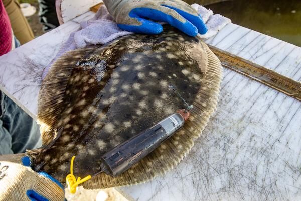 Fisheries division schedules day-long symposium on troubled southern  flounder fishery, News