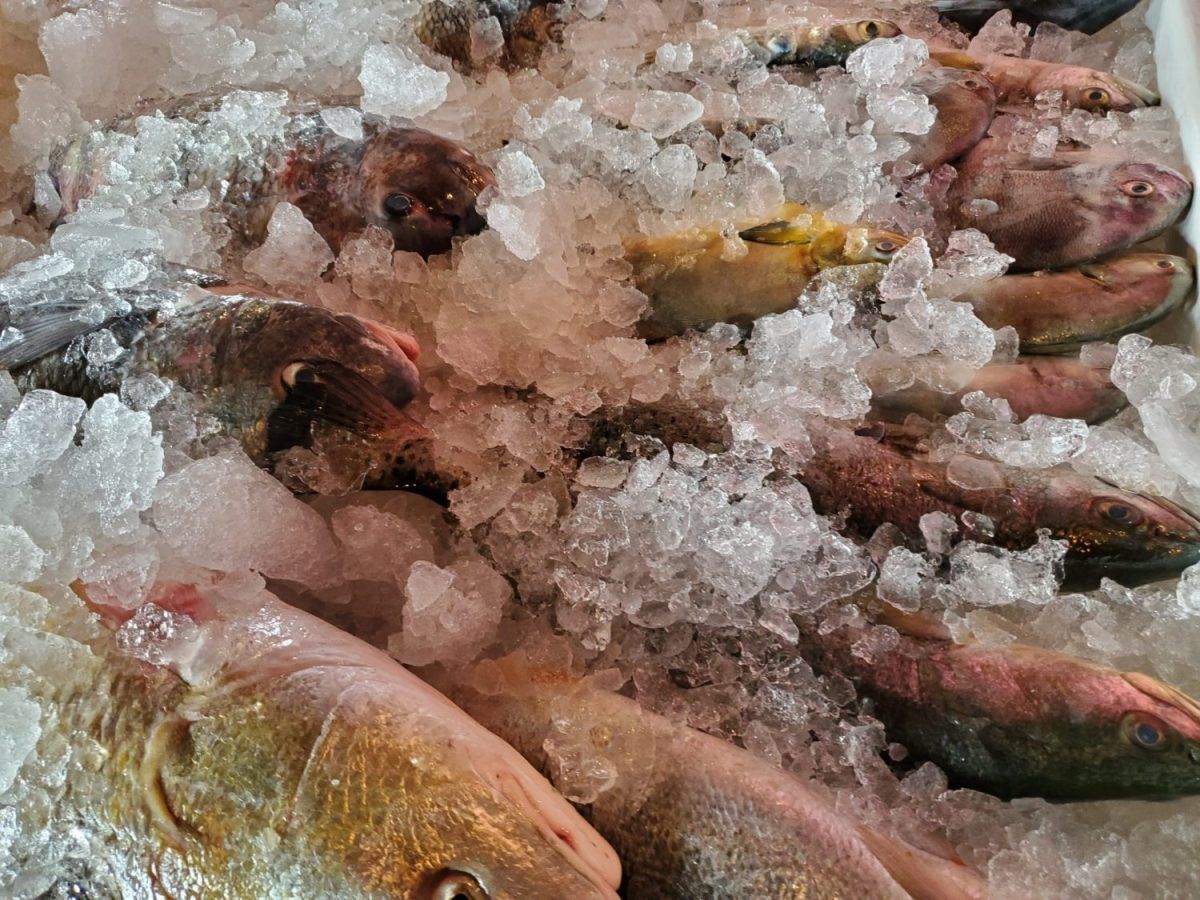 Toxins and mislabeling threaten NC seafood National carolinacoastonline photo