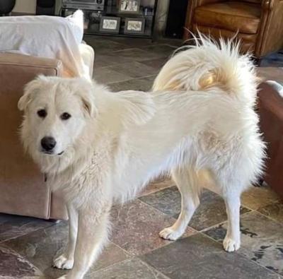 Graham County assistant DA says dog's bark is violation of noise ordinance,  suggests removing his vocal cords | Regional | carolinacoastonline.com