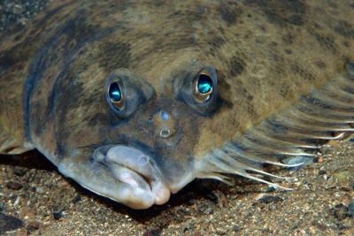 The Most Popular Flounder Posts on Hook, Line & Science - Hook, Line and  Science