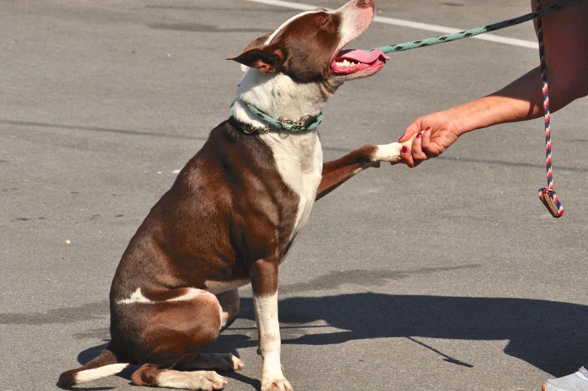 GALLERY: After weathering Florence, pandemic, Carteret County Humane Society celebrates with open house