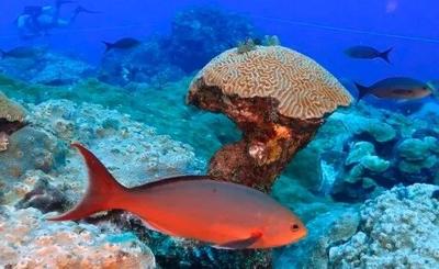 Free Gear Available for Gulf Reef Fish Anglers to Help Reef Fish Survive  Release