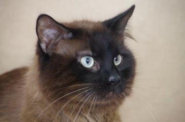 Meet Chewbacca Photos Carriagetownenews Com