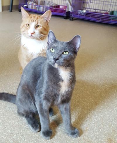 Meet Mr. McFeeley and Olivia Benson
