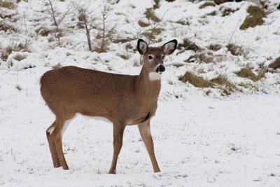 Winter Feeding Results In Unintended Consequences Do Not Feed Deer News Carriagetownenews Com