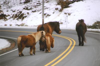 Just a Stroll Away in Newton
