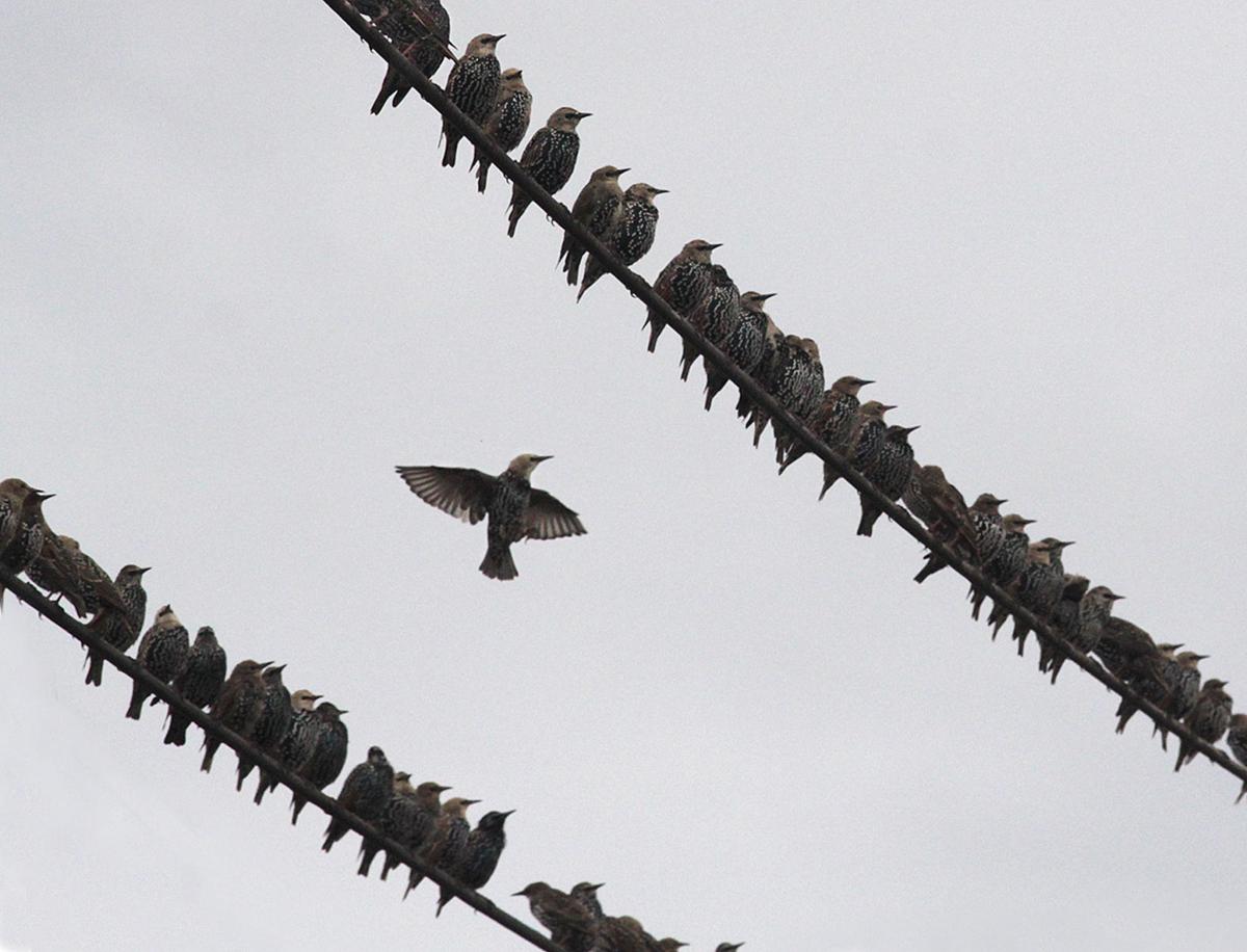 Starlings Flock in Gloucester