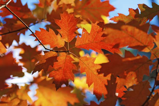 Look for Signs of Oak Tree Disease Approaching NH | Local News ...