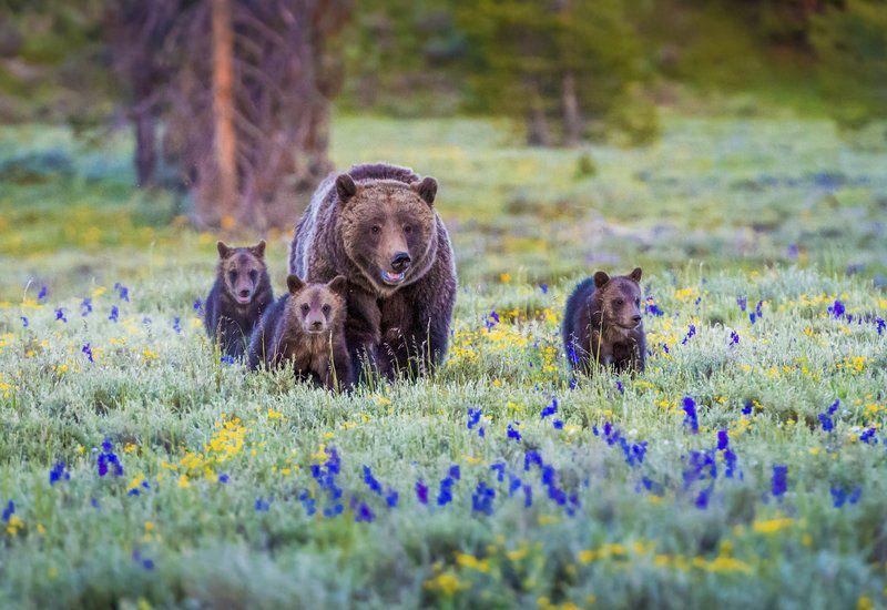 Be Ready For Bears This Spring Local News Carriagetownenews Com