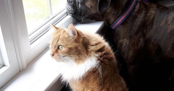 5 Facts Pet Parents Need to Know About Protecting Pets From Heartworms | Pets