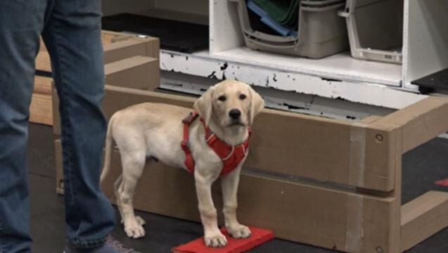 New trainee at Service Dogs of Virginia